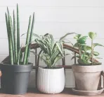 Office plant decoration